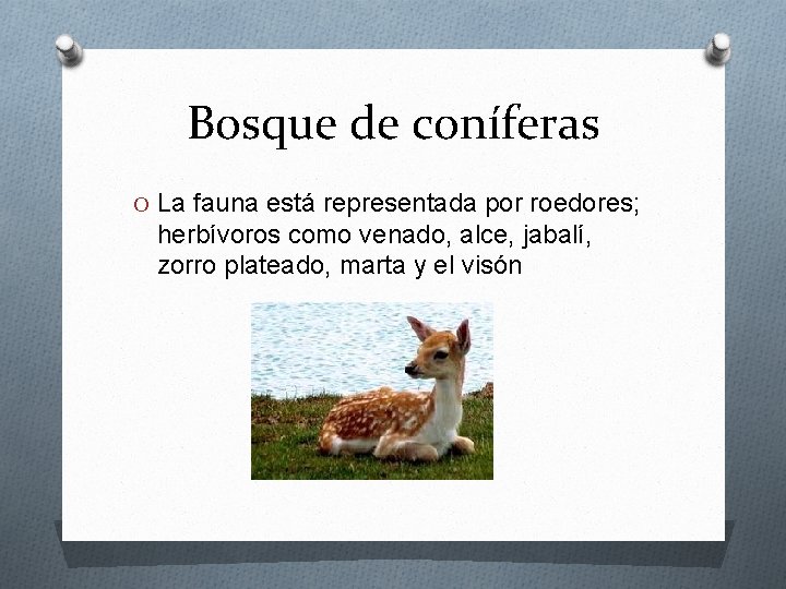 Bosque de coníferas O La fauna está representada por roedores; herbívoros como venado, alce,