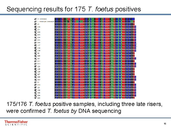 Sequencing results for 175 T. foetus positives 175/176 T. foetus positive samples, including three