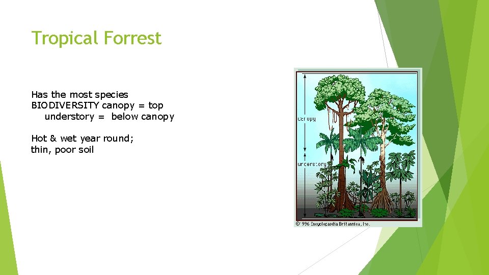 Tropical Forrest Has the most species BIODIVERSITY canopy = top understory = below canopy