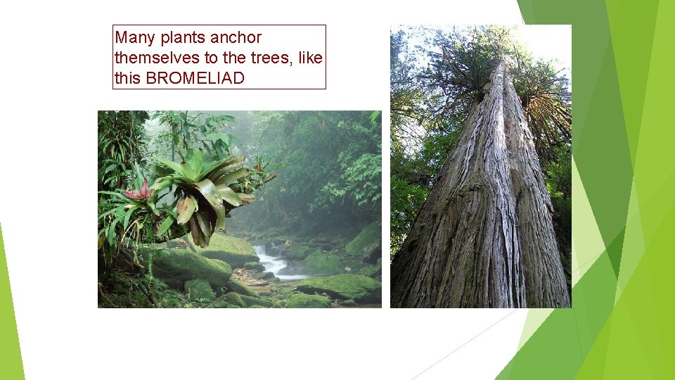 Many plants anchor themselves to the trees, like this BROMELIAD 