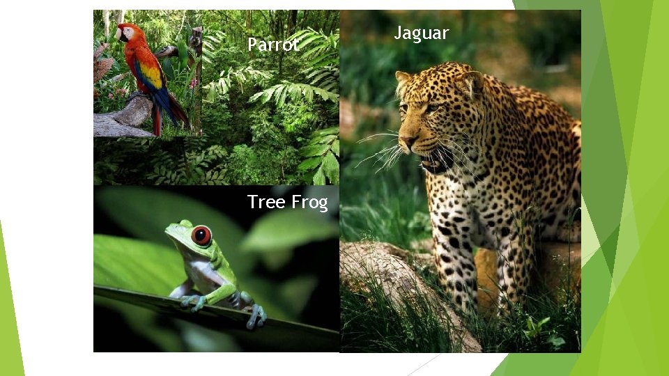 Parrot Tree Frog Jaguar 