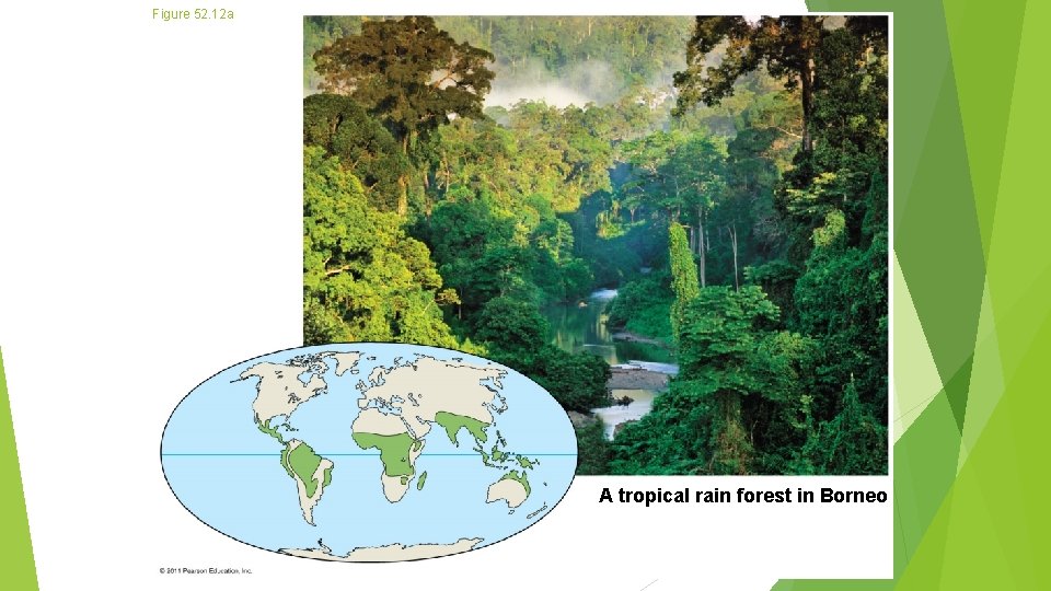 Figure 52. 12 a A tropical rain forest in Borneo 