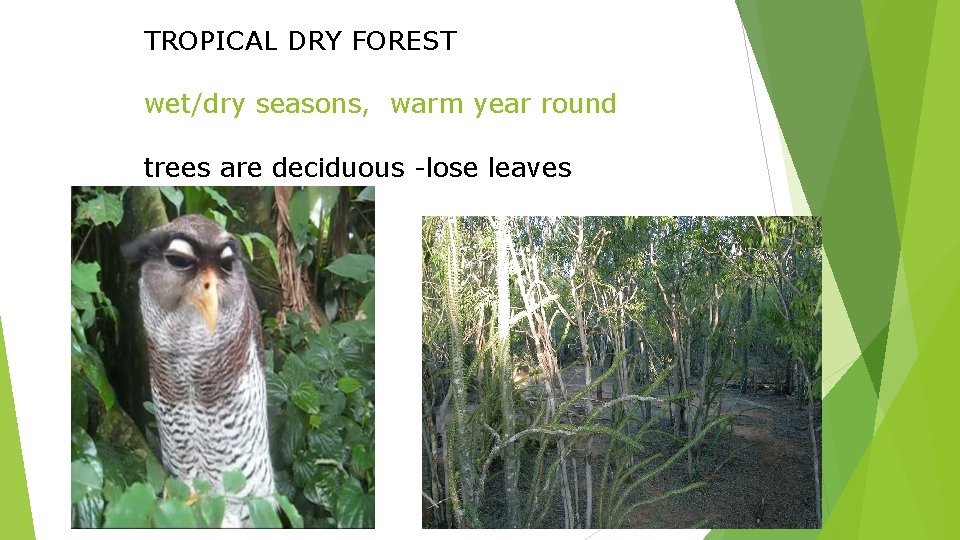TROPICAL DRY FOREST wet/dry seasons, warm year round trees are deciduous -lose leaves 