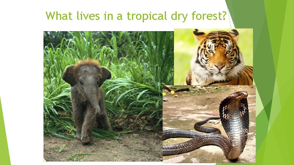 What lives in a tropical dry forest? 