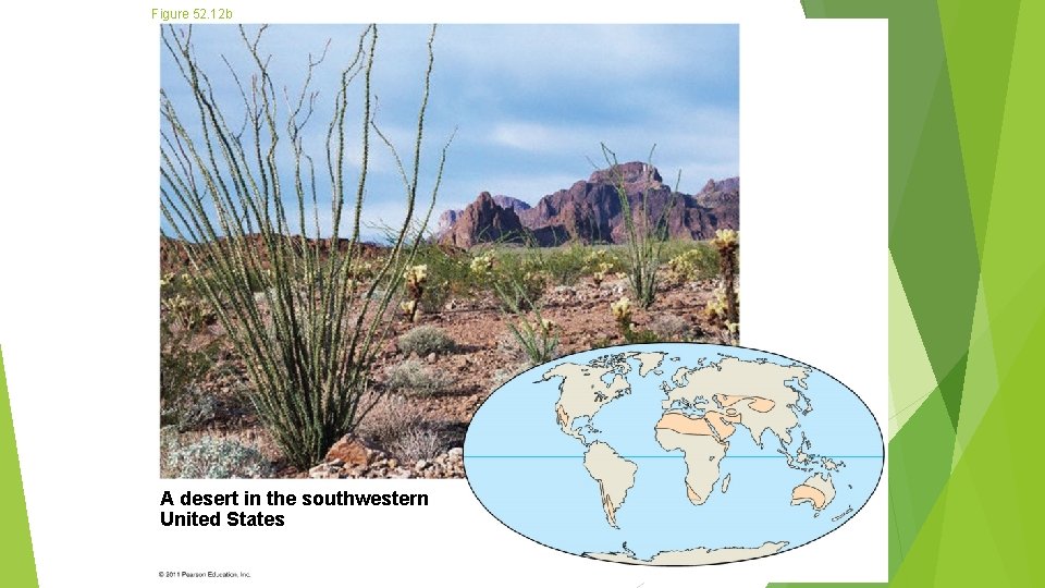 Figure 52. 12 b A desert in the southwestern United States 