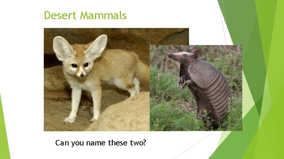 Desert Mammals Can you name these two? 
