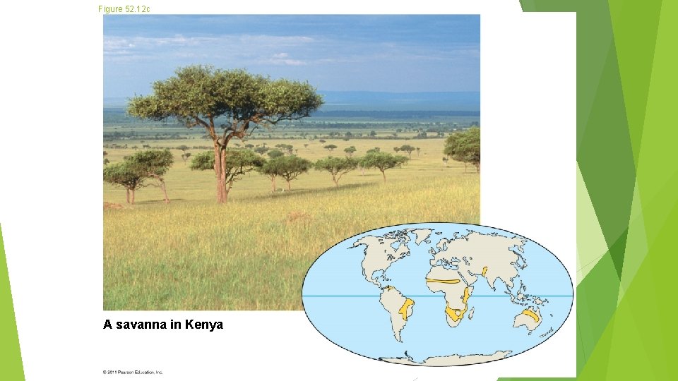 Figure 52. 12 c A savanna in Kenya 