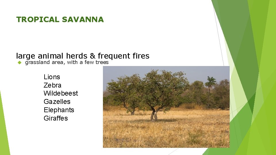 TROPICAL SAVANNA large animal herds & frequent fires grassland area, with a few trees