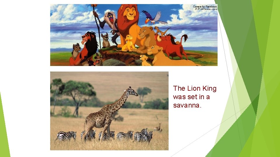The Lion King was set in a savanna. 