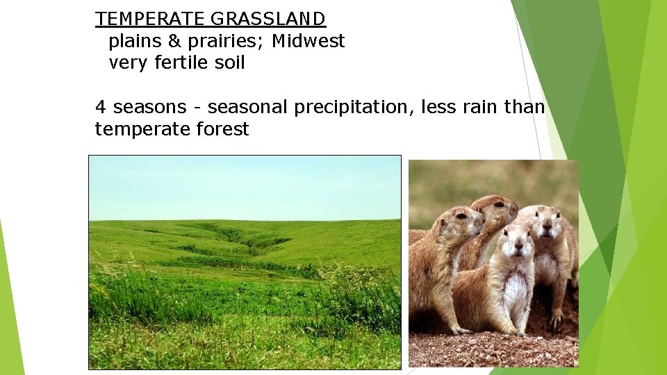 TEMPERATE GRASSLAND plains & prairies; Midwest very fertile soil 4 seasons - seasonal precipitation,
