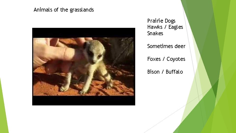 Animals of the grasslands Prairie Dogs Hawks / Eagles Snakes Sometimes deer Foxes /