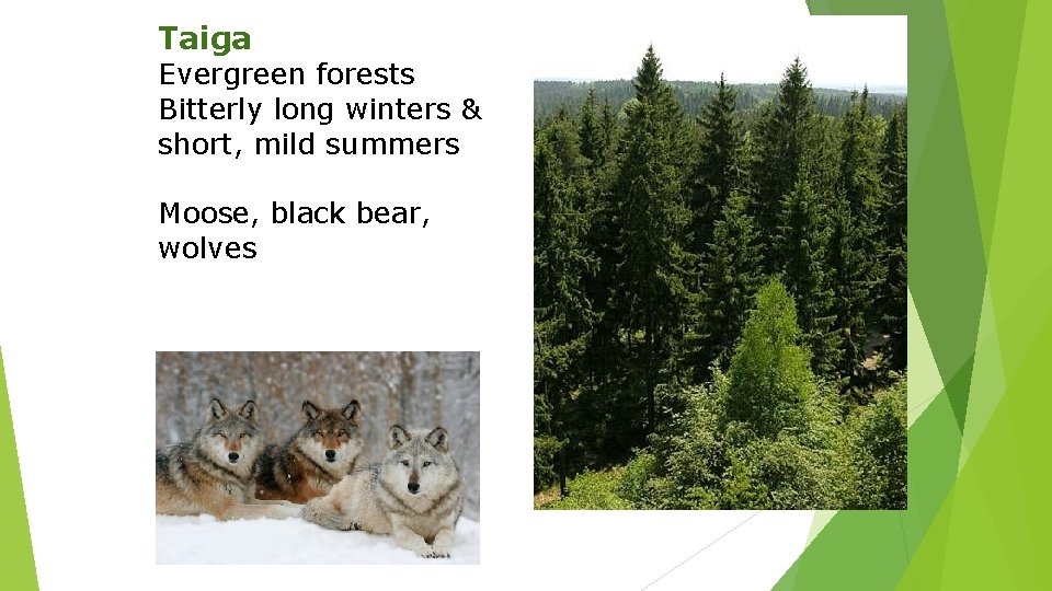 Taiga Evergreen forests Bitterly long winters & short, mild summers Moose, black bear, wolves