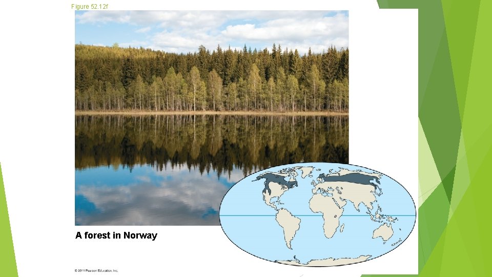 Figure 52. 12 f A forest in Norway 