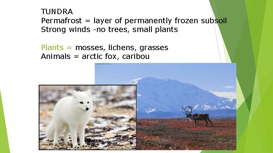 TUNDRA Permafrost = layer of permanently frozen subsoil Strong winds -no trees, small plants