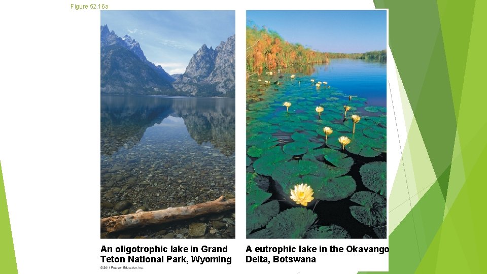 Figure 52. 16 a An oligotrophic lake in Grand Teton National Park, Wyoming A