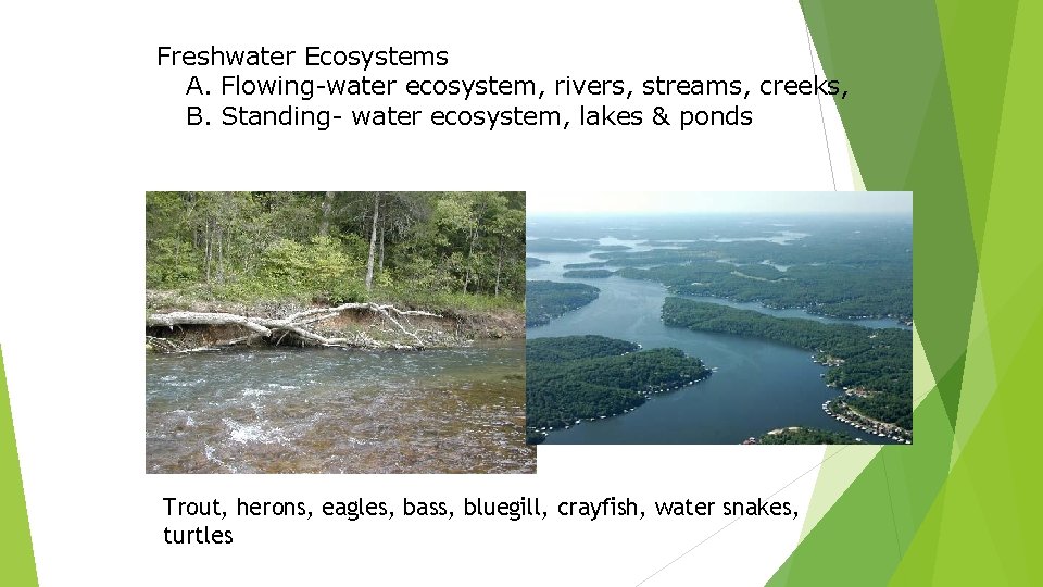 Freshwater Ecosystems A. Flowing-water ecosystem, rivers, streams, creeks, B. Standing- water ecosystem, lakes &