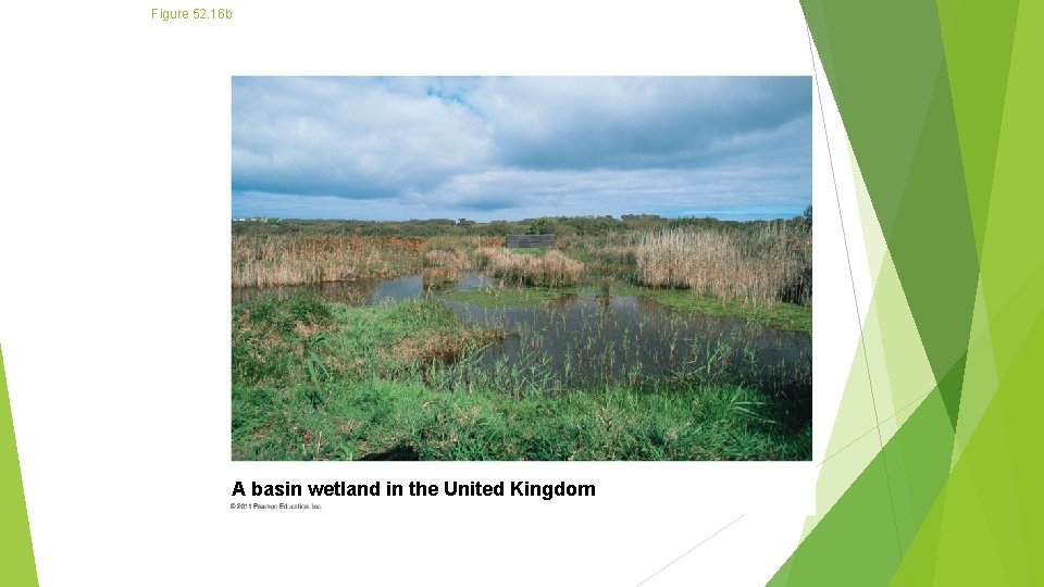 Figure 52. 16 b A basin wetland in the United Kingdom 
