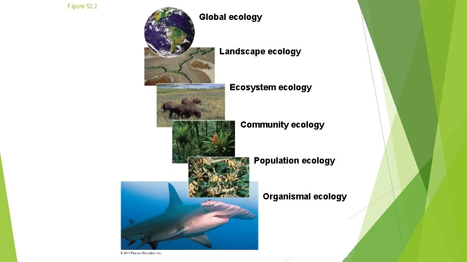 Figure 52. 2 Global ecology Landscape ecology Ecosystem ecology Community ecology Population ecology Organismal