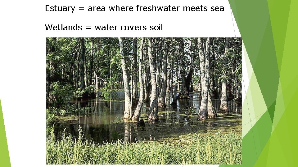 Estuary = area where freshwater meets sea Wetlands = water covers soil 