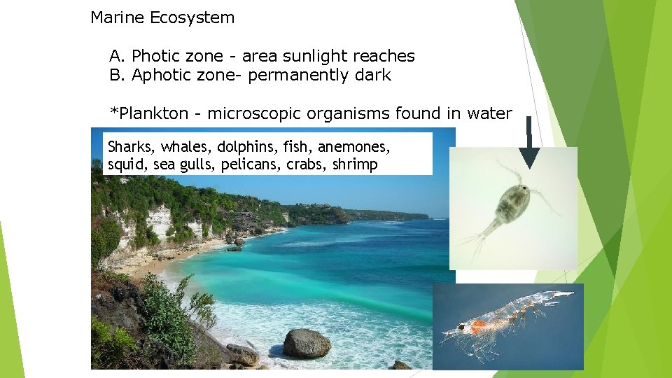 Marine Ecosystem A. Photic zone - area sunlight reaches B. Aphotic zone- permanently dark