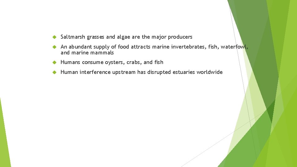  Saltmarsh grasses and algae are the major producers An abundant supply of food