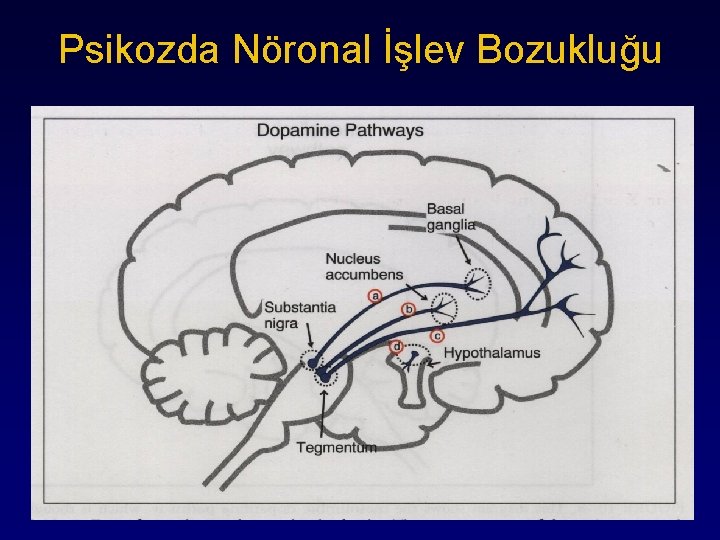 Psikozda Nöronal İşlev Bozukluğu 