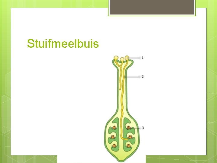 Stuifmeelbuis 