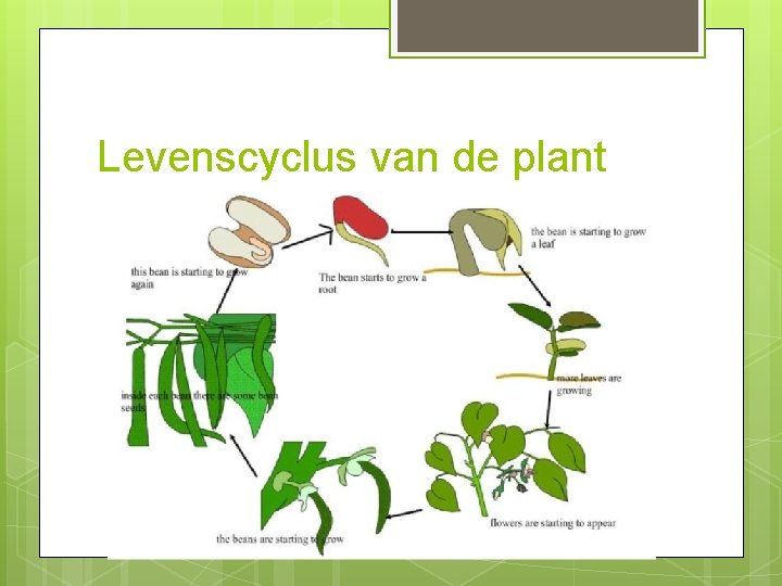 Levenscyclus van de plant 