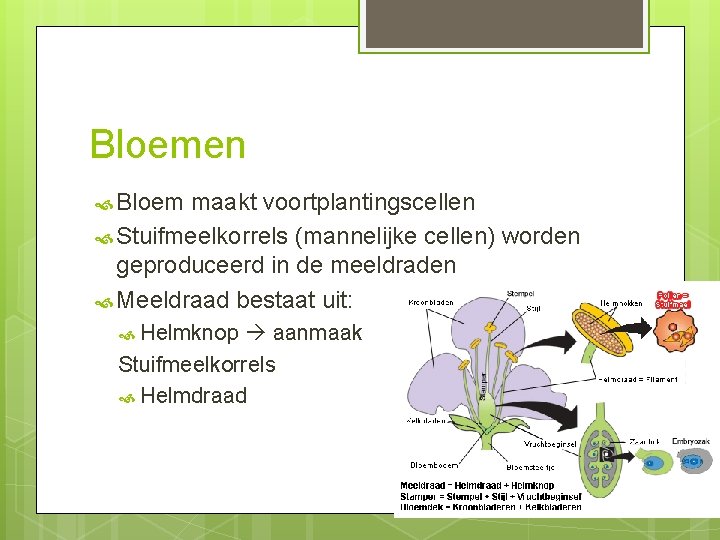 Bloemen Bloem maakt voortplantingscellen Stuifmeelkorrels (mannelijke cellen) worden geproduceerd in de meeldraden Meeldraad bestaat