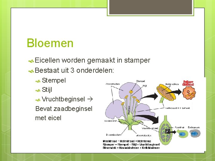 Bloemen Eicellen worden gemaakt in stamper Bestaat uit 3 onderdelen: Stempel Stijl Vruchtbeginsel Bevat