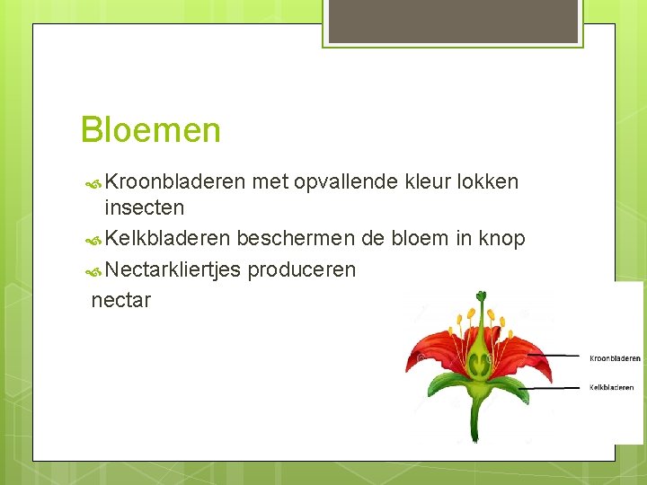 Bloemen Kroonbladeren met opvallende kleur lokken insecten Kelkbladeren beschermen de bloem in knop Nectarkliertjes