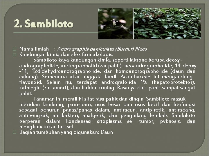 2. Sambiloto � � � Nama Ilmiah : Andrographis paniculata (Burm. f) Nees Kandungan