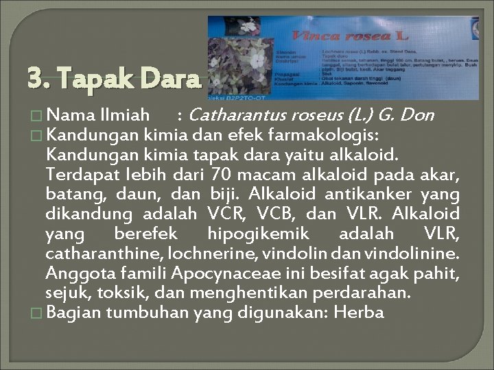 3. Tapak Dara � Nama Ilmiah : Catharantus roseus (L. ) G. Don �