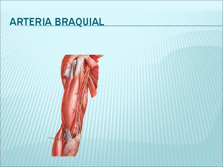ARTERIA BRAQUIAL 
