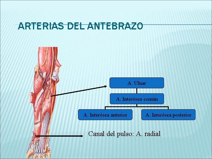 ARTERIAS DEL ANTEBRAZO A. Ulnar A. Interósea común A. Interósea anterior A. Interósea posterior