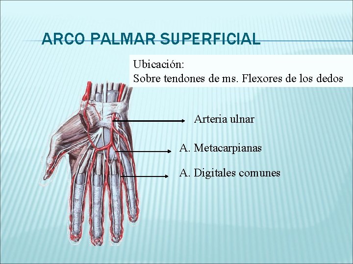 ARCO PALMAR SUPERFICIAL Ubicación: Sobre tendones de ms. Flexores de los dedos Arteria ulnar