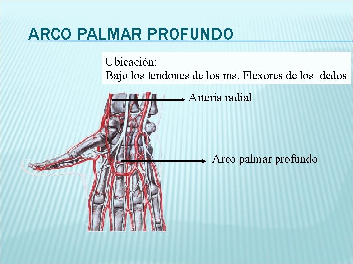 ARCO PALMAR PROFUNDO Ubicación: Bajo los tendones de los ms. Flexores de los dedos