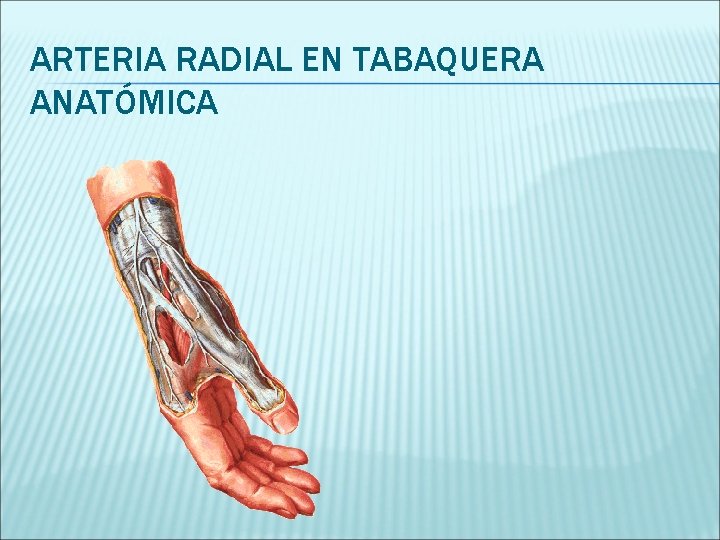 ARTERIA RADIAL EN TABAQUERA ANATÓMICA 