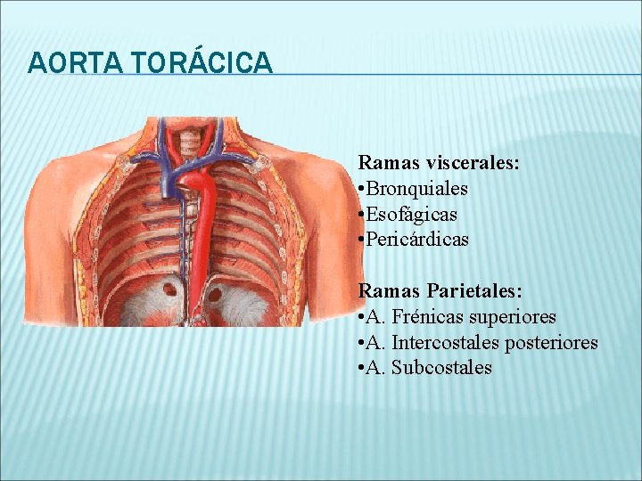 AORTA TORÁCICA Ramas viscerales: • Bronquiales • Esofágicas • Pericárdicas Ramas Parietales: • A.