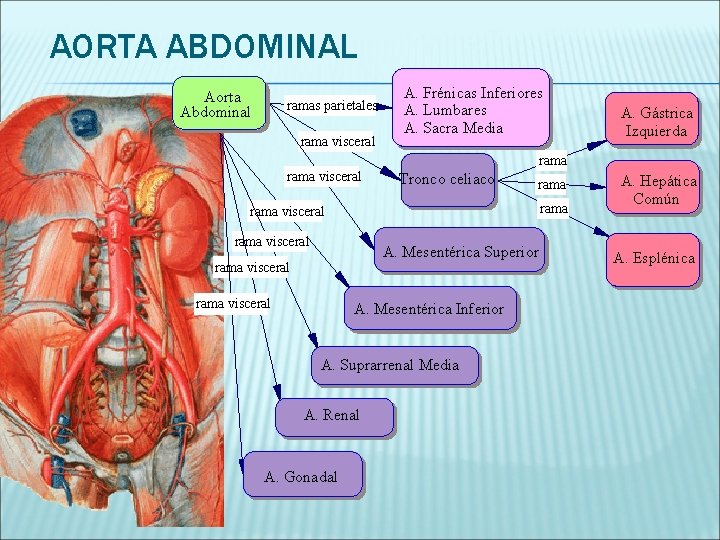 AORTA ABDOMINAL Aorta Abdominal ramas parietales rama visceral A. Frénicas Inferiores A. Lumbares A.
