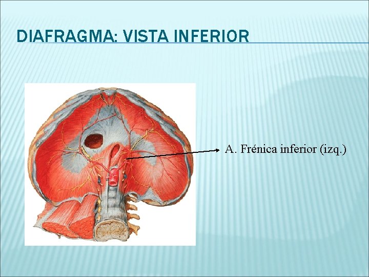 DIAFRAGMA: VISTA INFERIOR A. Frénica inferior (izq. ) 