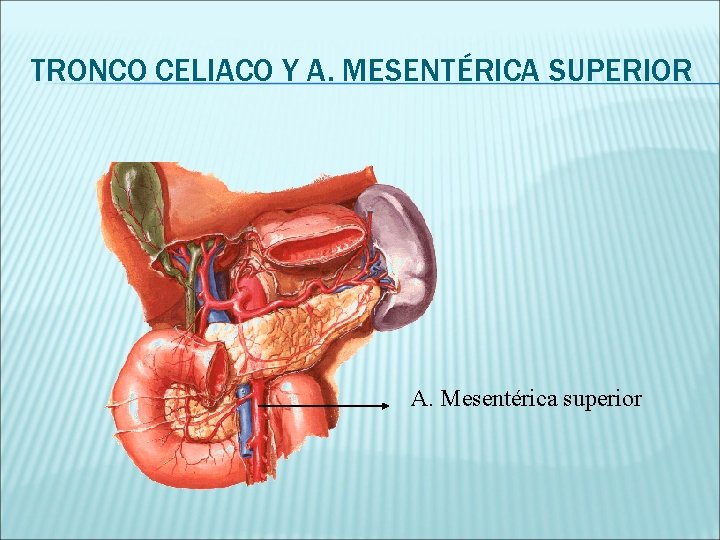 TRONCO CELIACO Y A. MESENTÉRICA SUPERIOR A. Mesentérica superior 