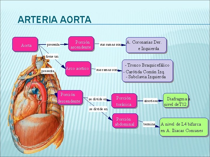 ARTERIA AORTA Aorta presenta Porción ascendente sus ramas son A. Coronarias Der. e Izquierda