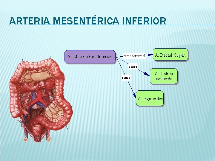 ARTERIA MESENTÉRICA INFERIOR A. Mesentérica Inferior rama terminal A. Rectal Super. rama A. Cólica