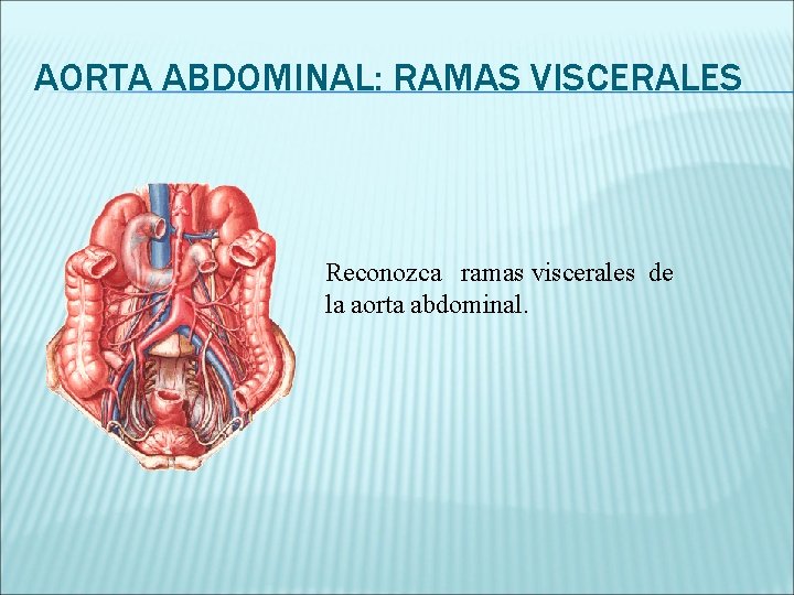 AORTA ABDOMINAL: RAMAS VISCERALES Reconozca ramas viscerales de la aorta abdominal. 