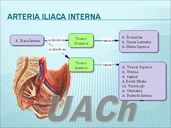 ARTERIA ILIACA INTERNA A. Iliaca Interna se divide en Tronco Posterior ramas Tronco Anterior