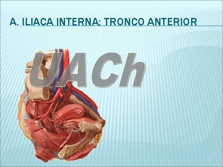 A. ILIACA INTERNA: TRONCO ANTERIOR 