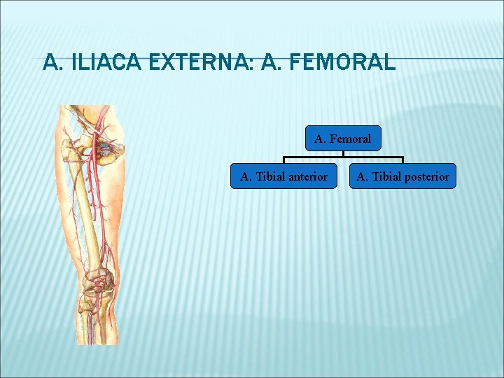 A. ILIACA EXTERNA: A. FEMORAL A. Femoral A. Tibial anterior A. Tibial posterior 