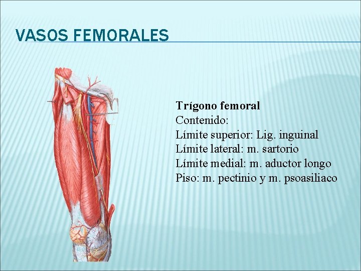 VASOS FEMORALES Trígono femoral Contenido: Límite superior: Lig. inguinal Límite lateral: m. sartorio Límite