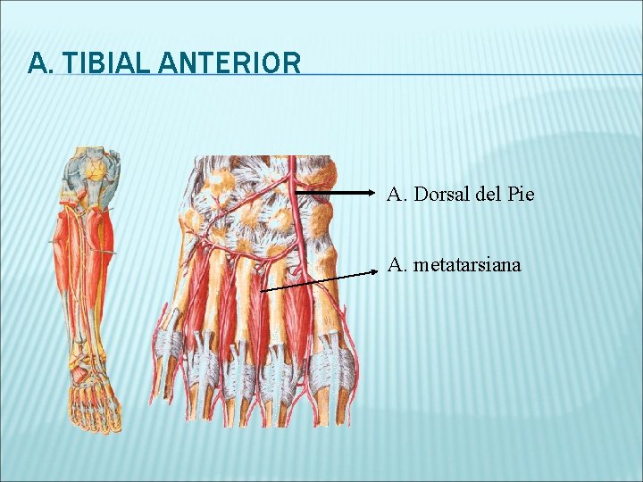 A. TIBIAL ANTERIOR A. Dorsal del Pie A. metatarsiana 
